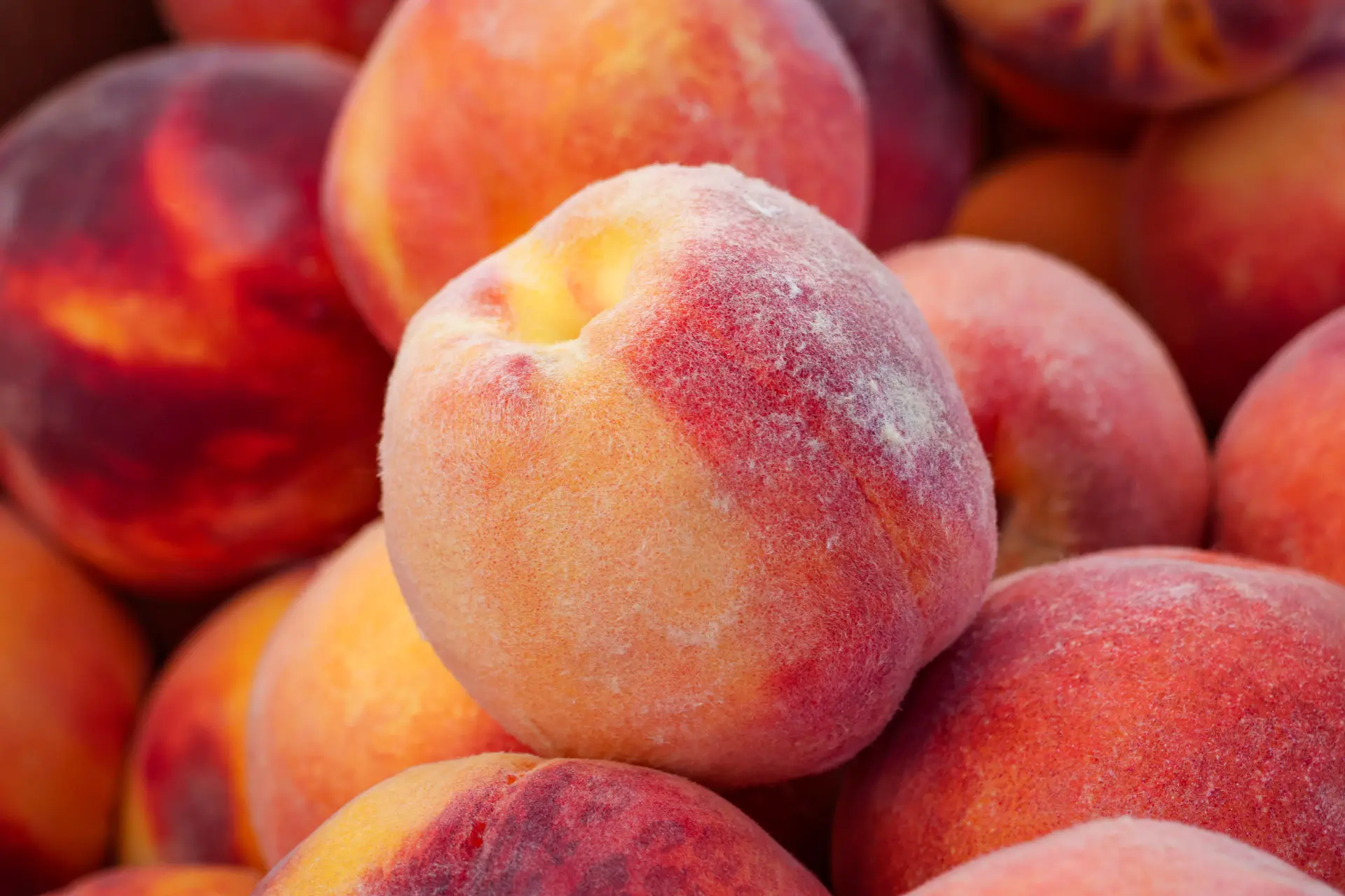 Denver farmers market photos.